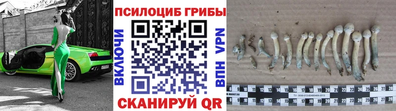 Псилоцибиновые грибы GOLDEN TEACHER  Купить  Ардатов 
